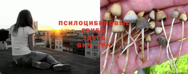 прущие грибы Алексин